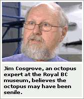 CTV: 'Jim Cosgrove, an octopus expert at the Royal BC museum, believes the octopus may have been senile.'