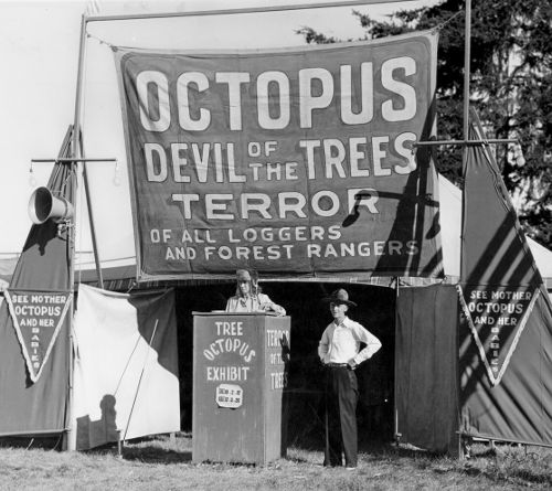 'OCTOPUS: DEVIL OF THE TREES'
