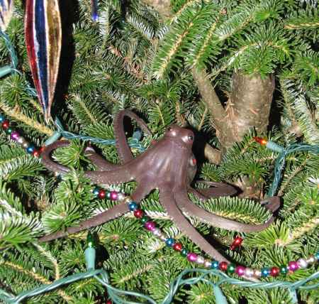 When its tree is being jostled violently, a tree octopus will hunker down 
