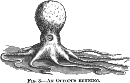 An octopus running