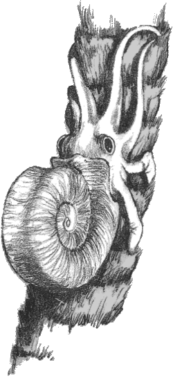 Coconut grab (Nuctoceras litureperus)