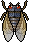 Cicada Brood X