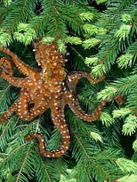 Tree octopus photo